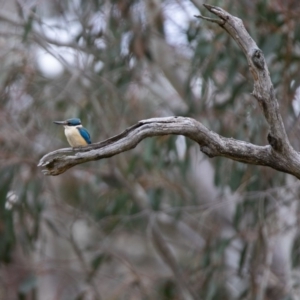 Todiramphus sanctus at Booth, ACT - 24 Nov 2018 12:38 PM