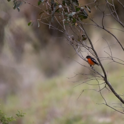 Petroica phoenicea (Flame Robin) at TMC110: Bogong Ck @ New Gate - 24 Nov 2018 by RichForshaw