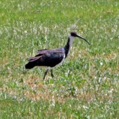 Threskiornis spinicollis (Straw-necked Ibis) at Jerrabomberra Wetlands - 24 Nov 2018 by RodDeb