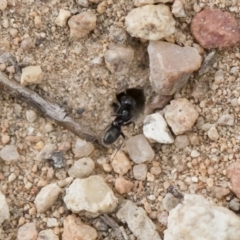 Anonychomyrma sp. (genus) (Black Cocktail Ant) at Michelago, NSW - 2 Nov 2018 by Illilanga