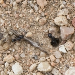 Anonychomyrma sp. (genus) at Michelago, NSW - 2 Nov 2018