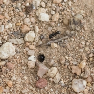 Anonychomyrma sp. (genus) at Michelago, NSW - 2 Nov 2018