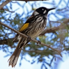 Phylidonyris novaehollandiae (New Holland Honeyeater) at Fyshwick, ACT - 24 Nov 2018 by RodDeb