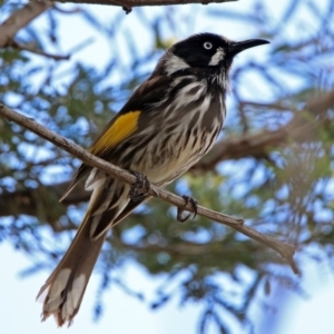 Phylidonyris novaehollandiae at Fyshwick, ACT - 24 Nov 2018