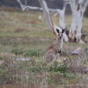 Macropus giganteus at Rendezvous Creek, ACT - 24 Nov 2018 12:10 PM