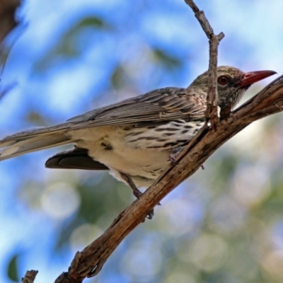 Oriolus sagittatus (Olive-backed Oriole) at Fyshwick, ACT - 24 Nov 2018 by RodDeb