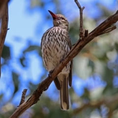 Oriolus sagittatus at Fyshwick, ACT - 24 Nov 2018 11:18 AM