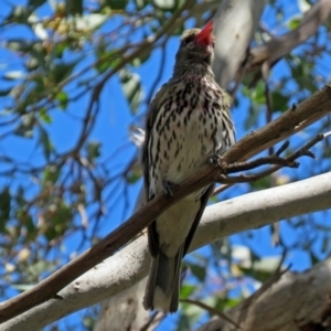 Oriolus sagittatus at Fyshwick, ACT - 24 Nov 2018 11:18 AM