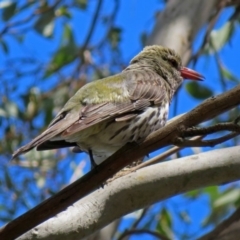 Oriolus sagittatus at Fyshwick, ACT - 24 Nov 2018 11:18 AM