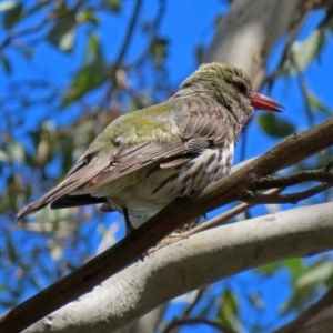 Oriolus sagittatus at Fyshwick, ACT - 24 Nov 2018