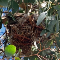 Oriolus sagittatus at Fyshwick, ACT - 24 Nov 2018 11:18 AM