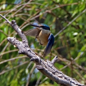 Todiramphus sanctus at Fyshwick, ACT - 24 Nov 2018 11:38 AM