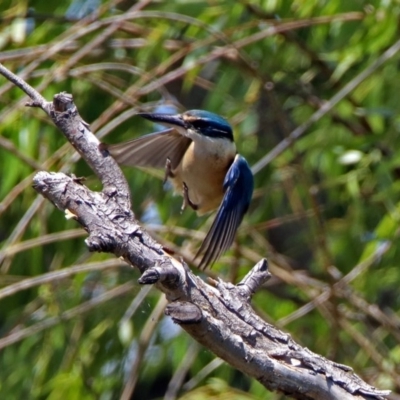 Todiramphus sanctus (Sacred Kingfisher) at Fyshwick, ACT - 24 Nov 2018 by RodDeb