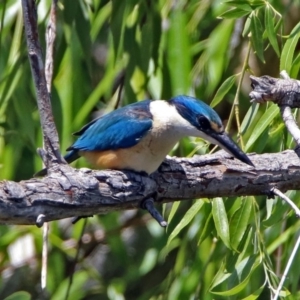 Todiramphus sanctus at Fyshwick, ACT - 24 Nov 2018 11:38 AM