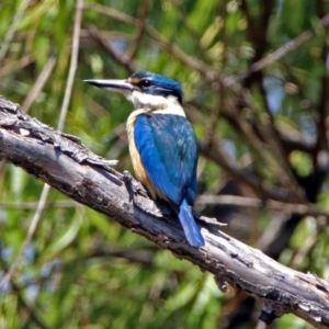 Todiramphus sanctus at Fyshwick, ACT - 24 Nov 2018 11:38 AM