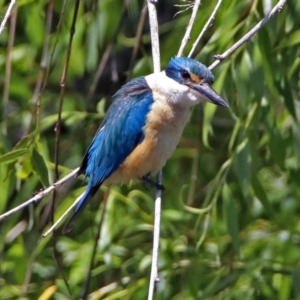 Todiramphus sanctus at Fyshwick, ACT - 24 Nov 2018