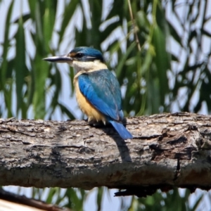 Todiramphus sanctus at Fyshwick, ACT - 24 Nov 2018 11:38 AM