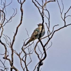 Chrysococcyx basalis at Fyshwick, ACT - 24 Nov 2018