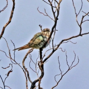 Chrysococcyx basalis at Fyshwick, ACT - 24 Nov 2018