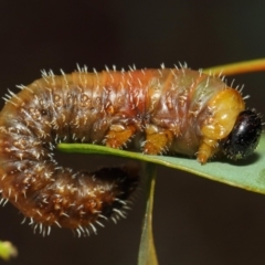 Perginae sp. (subfamily) (Unidentified pergine sawfly) at Acton, ACT - 22 Nov 2018 by Tim L