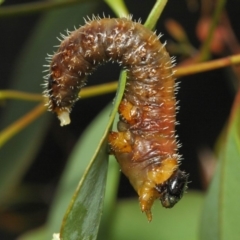 Perginae sp. (subfamily) at Acton, ACT - 22 Nov 2018