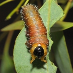 Perginae sp. (subfamily) at Acton, ACT - 22 Nov 2018