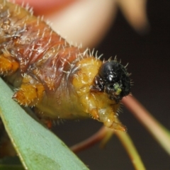 Perginae sp. (subfamily) at Acton, ACT - 22 Nov 2018