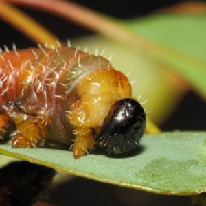 Perginae sp. (subfamily) at Acton, ACT - 22 Nov 2018