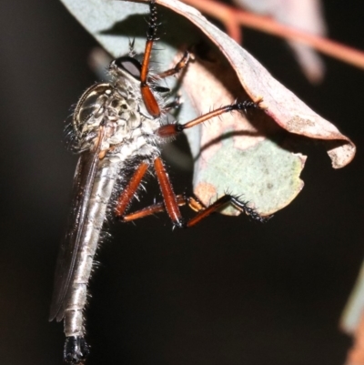 Zosteria sp. (genus) (Common brown robber fly) at Mount Ainslie - 24 Nov 2018 by jb2602