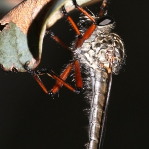 Zosteria sp. (genus) at Majura, ACT - 24 Nov 2018