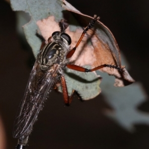 Zosteria sp. (genus) at Majura, ACT - 24 Nov 2018