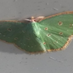 Comostola laesaria (A Geometrid moth (Geometrinae) at Waramanga, ACT - 10 Jul 2018 by DLAING