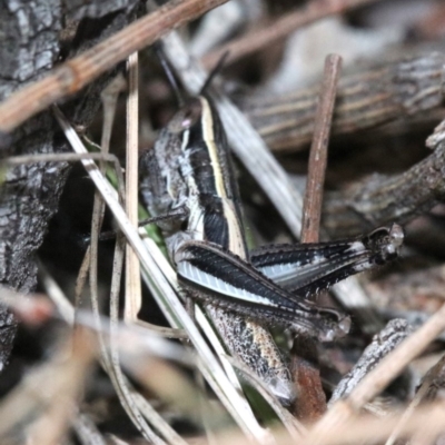 Macrotona australis (Common Macrotona Grasshopper) at Majura, ACT - 24 Nov 2018 by jb2602