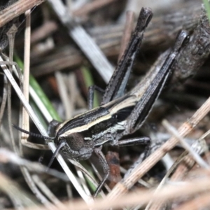 Macrotona australis at Majura, ACT - 24 Nov 2018