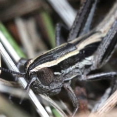 Macrotona australis at Majura, ACT - 24 Nov 2018