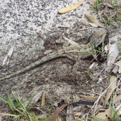Amphibolurus muricatus (Jacky Lizard) at Bawley Point Walking Track - 24 Nov 2018 by GLemann