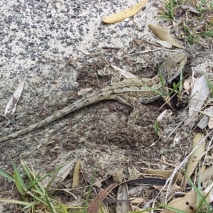 Amphibolurus muricatus at Bawley Point Bushcare - 24 Nov 2018