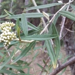 Ozothamnus argophyllus (Spicy Everlasting) at Bawley Point, NSW - 24 Nov 2018 by GLemann