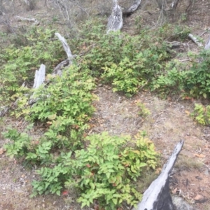 Berberis aquifolium at Hackett, ACT - 24 Nov 2018