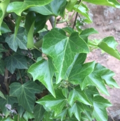 Hedera helix (Ivy) at Mount Majura - 24 Nov 2018 by WalterEgo