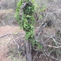 Hedera sp. (helix or hibernica) at Mount Majura - 24 Nov 2018 01:09 PM