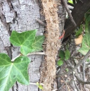 Hedera helix at Hackett, ACT - 24 Nov 2018