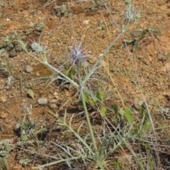 Eryngium ovinum (Blue Devil) at Mitchell, ACT - 22 Nov 2018 by michaelb