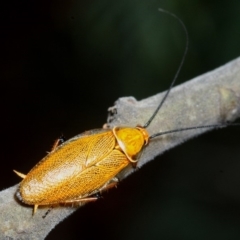 Ellipsidion humerale (Common Ellipsidion) at Molonglo Valley, ACT - 23 Nov 2018 by Harrisi