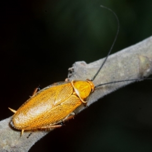 Ellipsidion humerale at Molonglo Valley, ACT - 23 Nov 2018