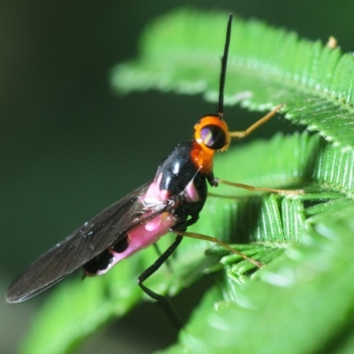 Elissoma lauta (Soldier fly) at Sth Tablelands Ecosystem Park - 23 Nov 2018 by Harrisi