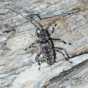 Disterna canosa at Cotter River, ACT - 24 Nov 2018 09:32 PM