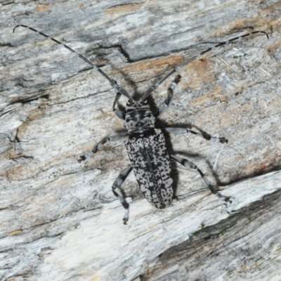 Disterna canosa (A longhorn beetle) at Cotter River, ACT - 24 Nov 2018 by Harrisi