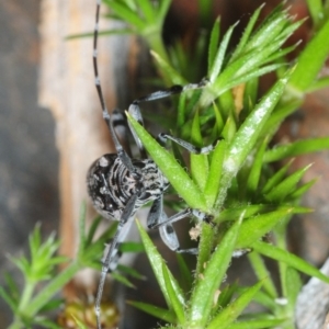 Disterna canosa at Cotter River, ACT - 24 Nov 2018 09:32 PM