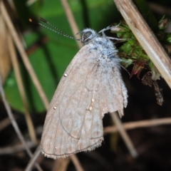 Zizina otis (Common Grass-Blue) at Cotter River, ACT - 24 Nov 2018 by Harrisi